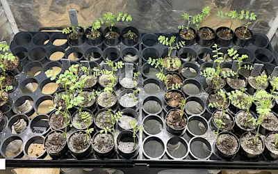 Cientistas conseguem cultivar pela primeira vez sementes em solo lunar