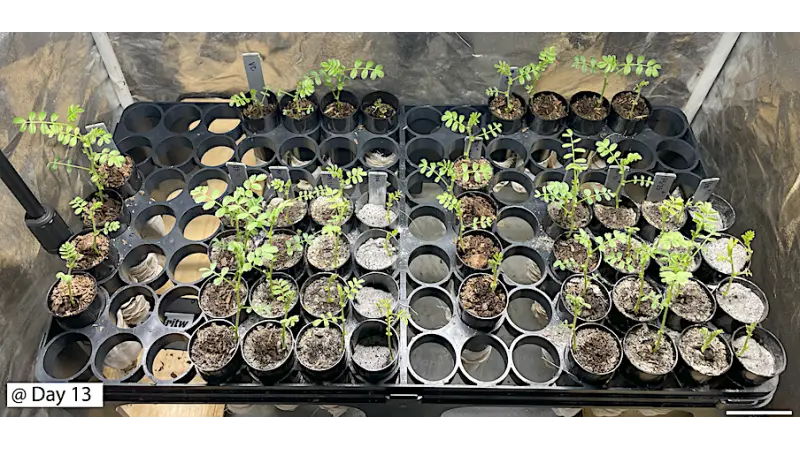 Cientistas conseguem cultivar pela primeira vez sementes em solo lunar