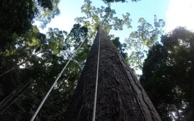 Descoberta a árvore tropical mais alta do mundo (e já ameaçada)