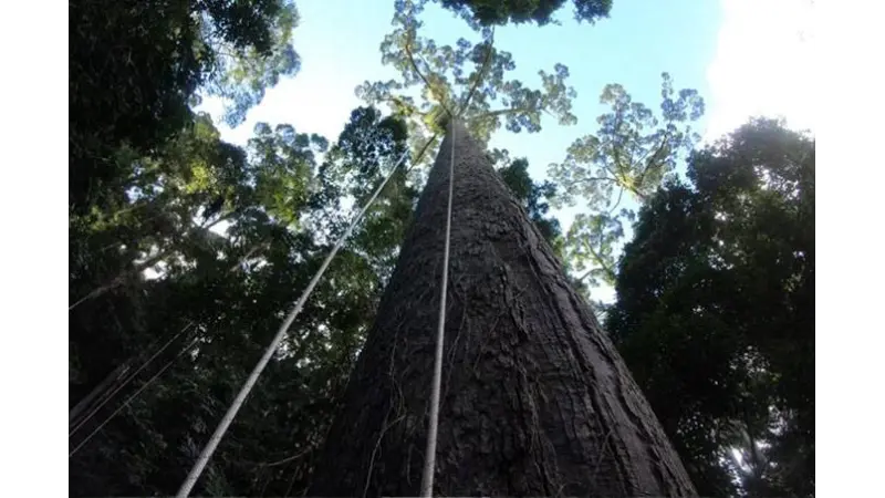 Descoberta a árvore tropical mais alta do mundo (e já ameaçada)