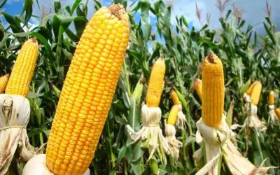 Cientistas desenvolvem plantas resistentes às mudanças climáticas