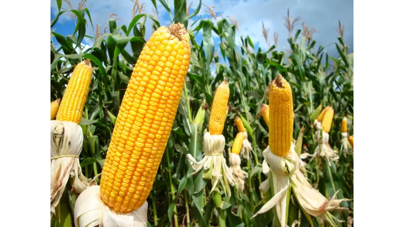 Cientistas desenvolvem plantas resistentes às mudanças climáticas