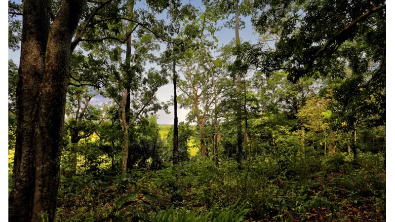Cientistas se unem a povos da floresta para proteger sítios arqueológicos em risco na Amazônia