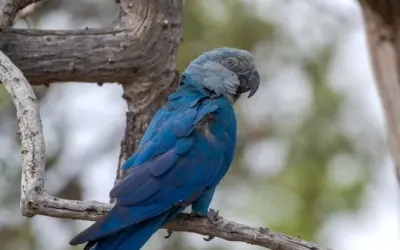 Surto de circovírus ameaça projeto da ararinha-azul na Bahia
