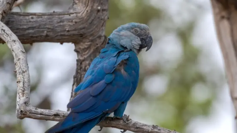 Surto de circovírus ameaça projeto da ararinha-azul na Bahia