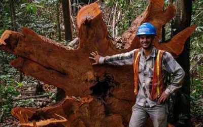 CLDF Comemora 60 Anos da Engenharia Florestal no Brasil em Sessão Solene