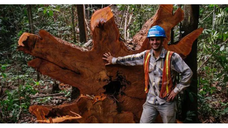 CLDF Comemora 60 Anos da Engenharia Florestal no Brasil em Sessão Solene