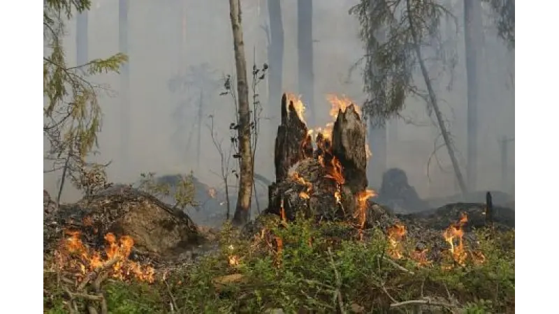 CMA aprova relatório sobre impactos ambientais de ocupações ilegais na Amazônia