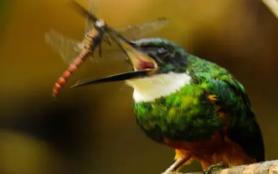 Cobertura florestal e tipo de ambiente moldam diversidade funcional de aves insetívoras na Mata Atlântica