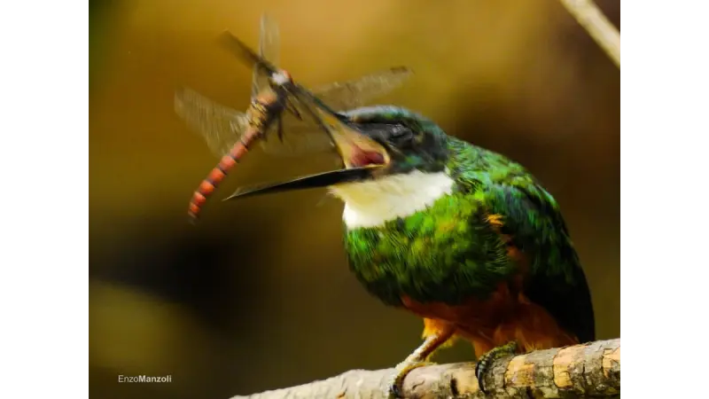 Cobertura florestal e tipo de ambiente moldam diversidade funcional de aves insetívoras na Mata Atlântica