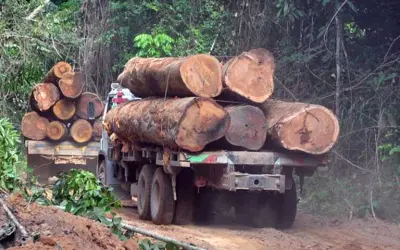 Código Florestal coloca em risco áreas protegidas da Floresta Amazônica