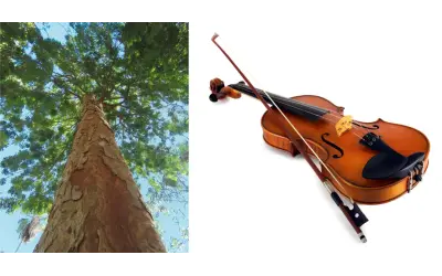 Conheça o cofre secreto onde o IBAMA guarda arcos de violino feitos de pau-brasil de origem ilegal