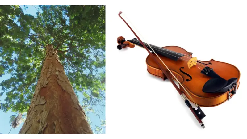 Conheça o cofre secreto onde o IBAMA guarda arcos de violino feitos de pau-brasil de origem ilegal