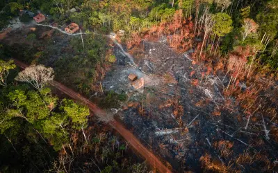 Com monitor de árvores derrubadas, a iniciativa PlenaMata chama atenção para a conservação da floresta Amazônica