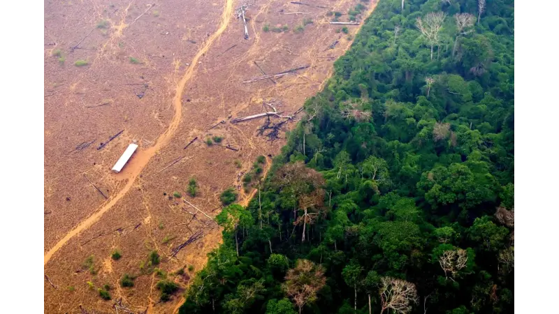 Combate ao desmatamento é uma das formas mais eficientes de o Brasil reduzir emissões de carbono