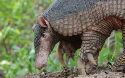 Comissão aprova projeto que prevê prioridade à perícia nos casos de crimes contra a fauna