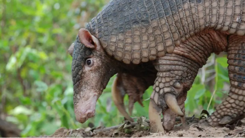 Comissão aprova projeto que prevê prioridade à perícia nos casos de crimes contra a fauna