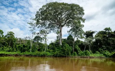 Como é o novo parque criado para proteger as árvores gigantes na Amazônia