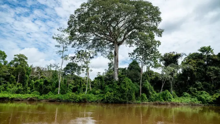 Como é o novo parque criado para proteger as árvores gigantes na Amazônia