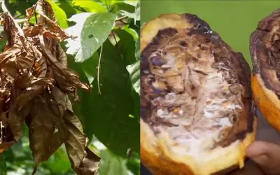 Como Como Identificar e Controlar a Vassoura-de-Bruxa: Guia Rápido para Agricultores e Técnicos