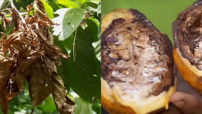 Como Como Identificar e Controlar a Vassoura-de-Bruxa: Guia Rápido para Agricultores e Técnicos
