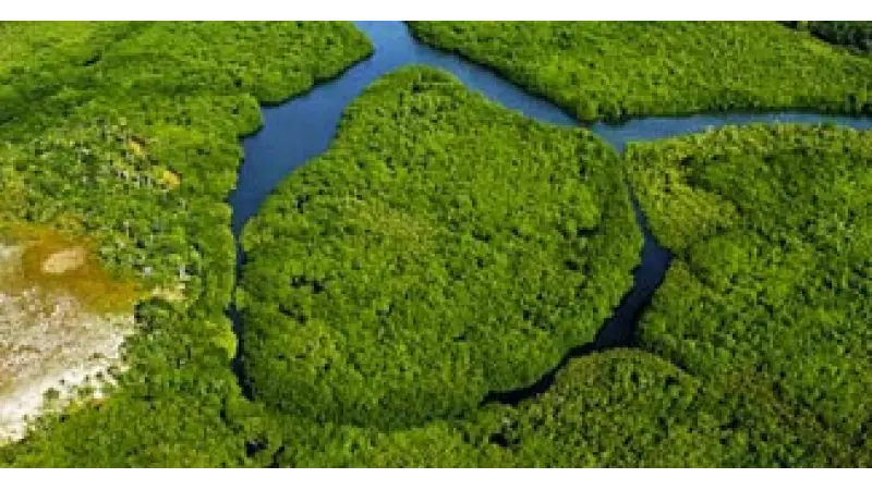 Como o mundo protege suas florestas