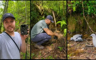 Os Olhos da Floresta: Como utilizar a Câmera Trap para o monitoramento invisível da fauna