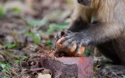 Comparação mostra diferença na eficiência da quebra de cocos com ferramentas entre macacos