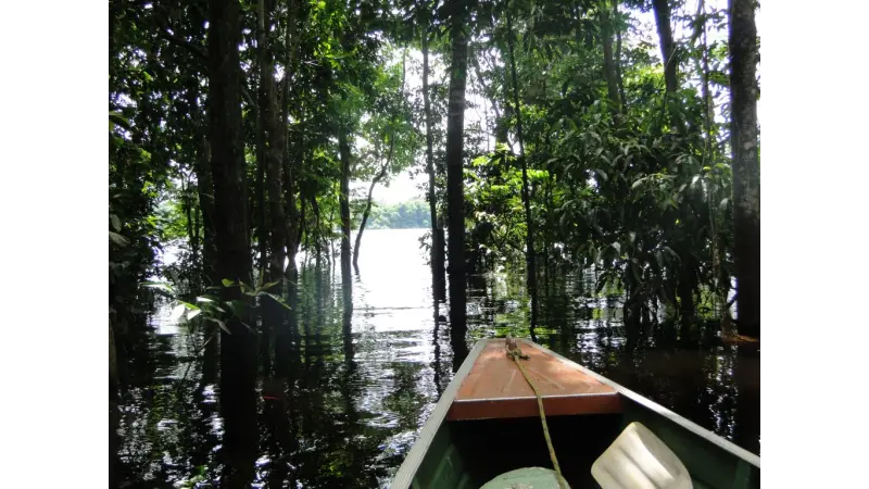 Concessão florestal é meio para proteger áreas ambientais e gerar renda