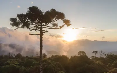 Serviço Florestal assina 1º contrato de concessão na Mata Atlântica