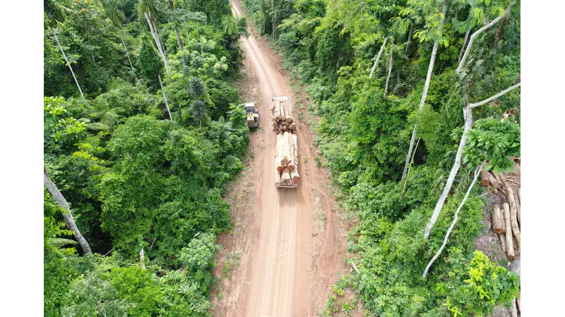 Concessão florestal: Uma das soluções para combater o desmatamento ilegal no Brasil