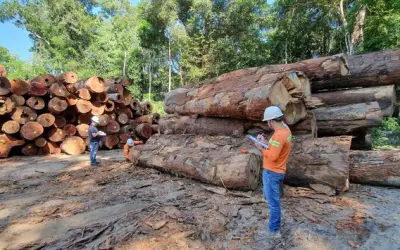 Concessões Florestais: uma estratégia contra o desmatamento no Brasil