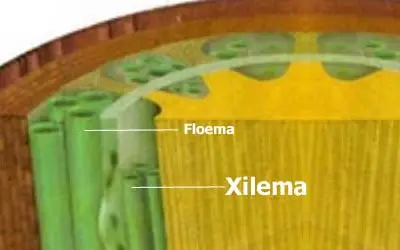 Condução da seiva através do caule: Tudo sobre Xilema e Floema