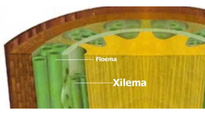 Condução da seiva através do caule: Tudo sobre Xilema e Floema