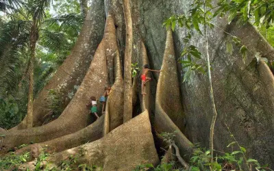 Conheça a árvore rainha da Amazônia, a gigantesca sagrada, Sumaúma