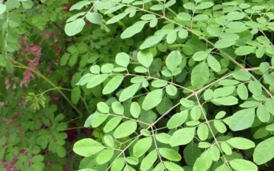 Conheça a Moringa uma planta que purifica água e combate a fome