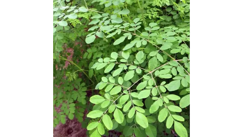 Conheça a Moringa uma planta que purifica água e combate a fome