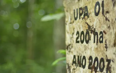 Conheça a Exploração madeireira sustentável em Resex no Estado do Pará