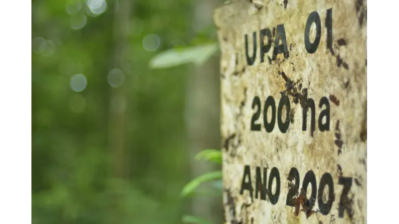 Conheça a Exploração madeireira sustentável em Resex no Estado do Pará