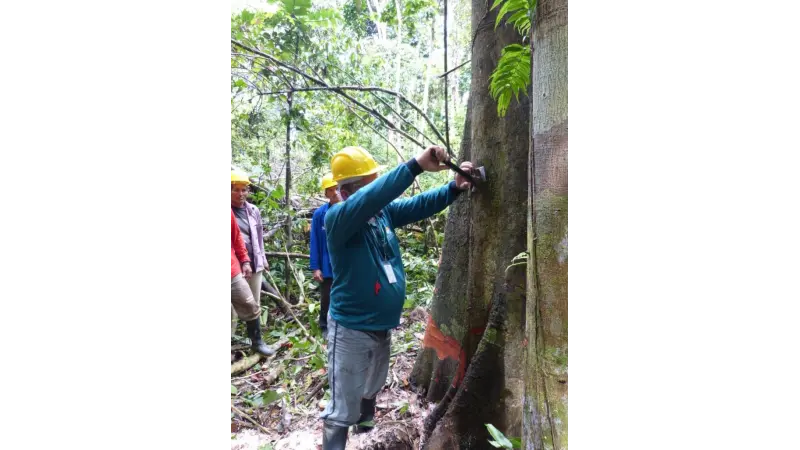 Conselho de Meio Ambiente aprova novas regras para execução de planos de manejo florestal