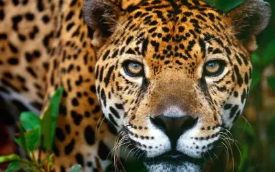 Conservação de felinos na Mata Atlântica: Estudo revela áreas prioritárias e necessidade de conectividade
