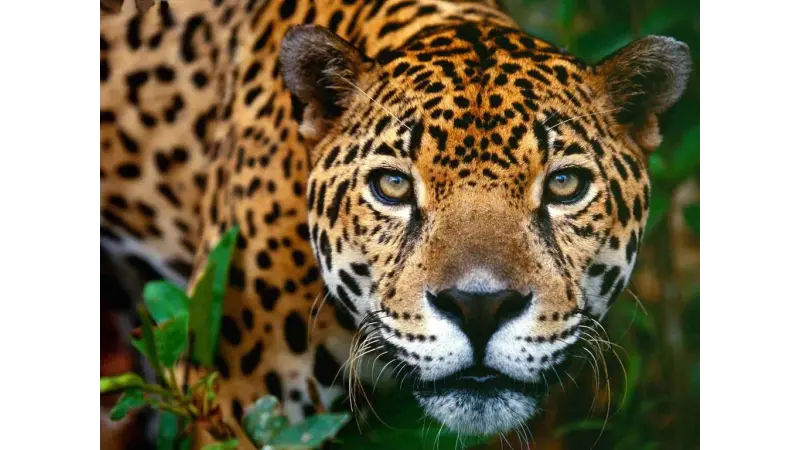 Conservação de felinos na Mata Atlântica: Estudo revela áreas prioritárias e necessidade de conectividade