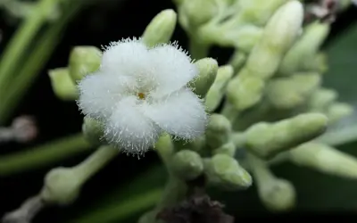 Construindo a árvore da vida e suas raízes das plantas com flores