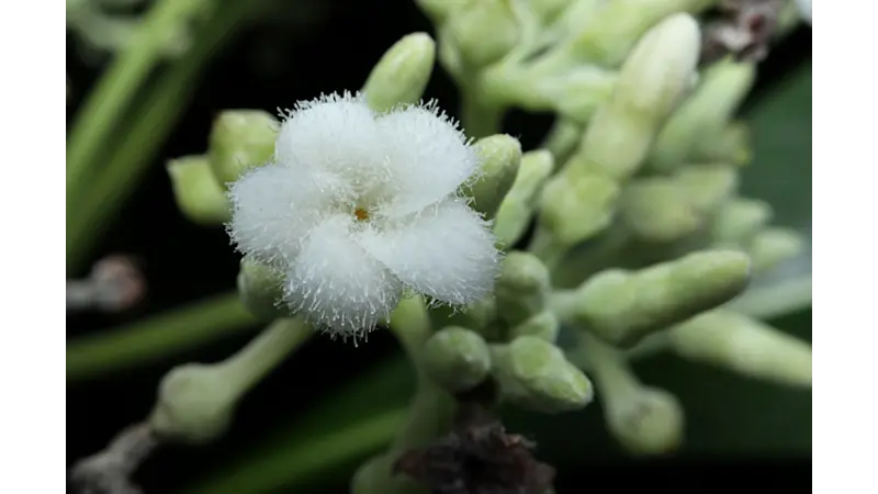 Construindo a árvore da vida e suas raízes das plantas com flores