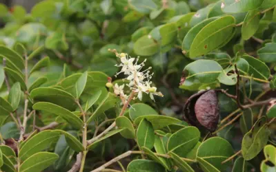 A Farmácia da Mata Atlântica: folhas de copaíba-vermelha revelam ação multialvo contra o vírus da COVID-19