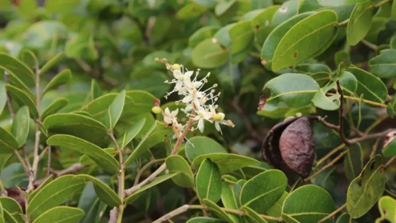 A Farmácia da Mata Atlântica: folhas de copaíba-vermelha revelam ação multialvo contra o vírus da COVID-19