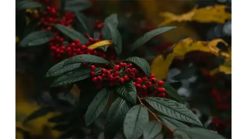 Cotoneaster franchetii: É a superplanta que absorve a poluição do ar?