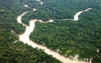 Regulamentação de créditos para concessões florestais aquece o mercado no Brasil