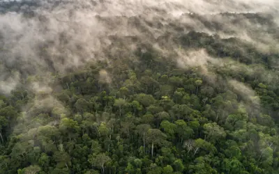 Governo regulamenta créditos de carbono em concessões florestais