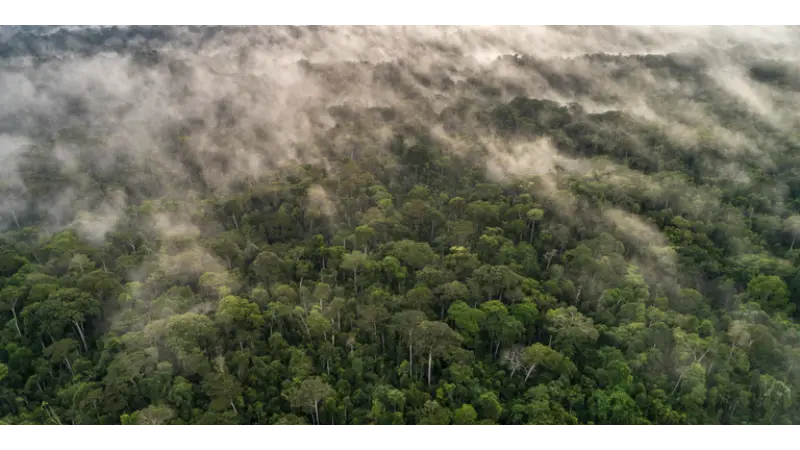 Governo regulamenta créditos de carbono em concessões florestais